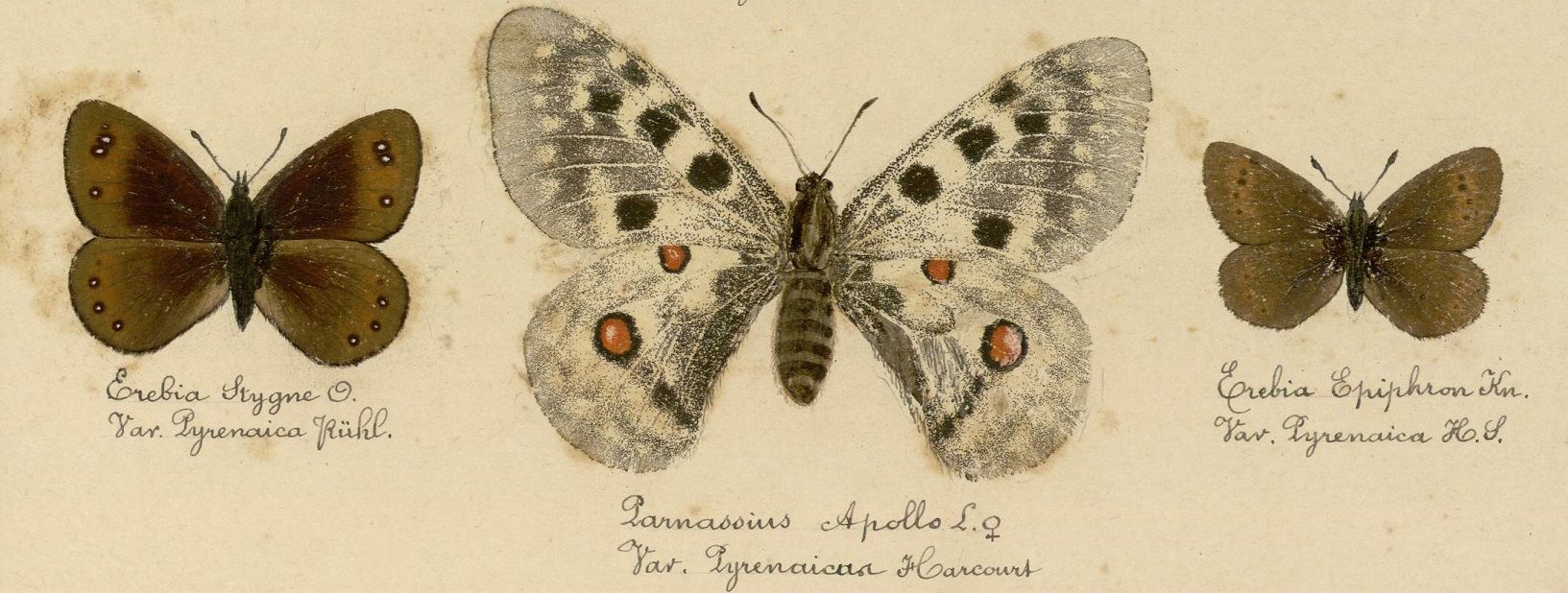 Tesaurs deths archius